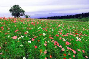 心理セラピスト大鶴和江の心理コラム