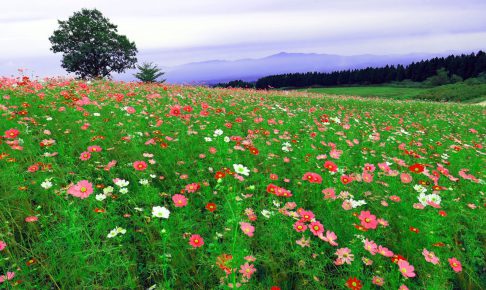 心理セラピスト大鶴和江の心理コラム